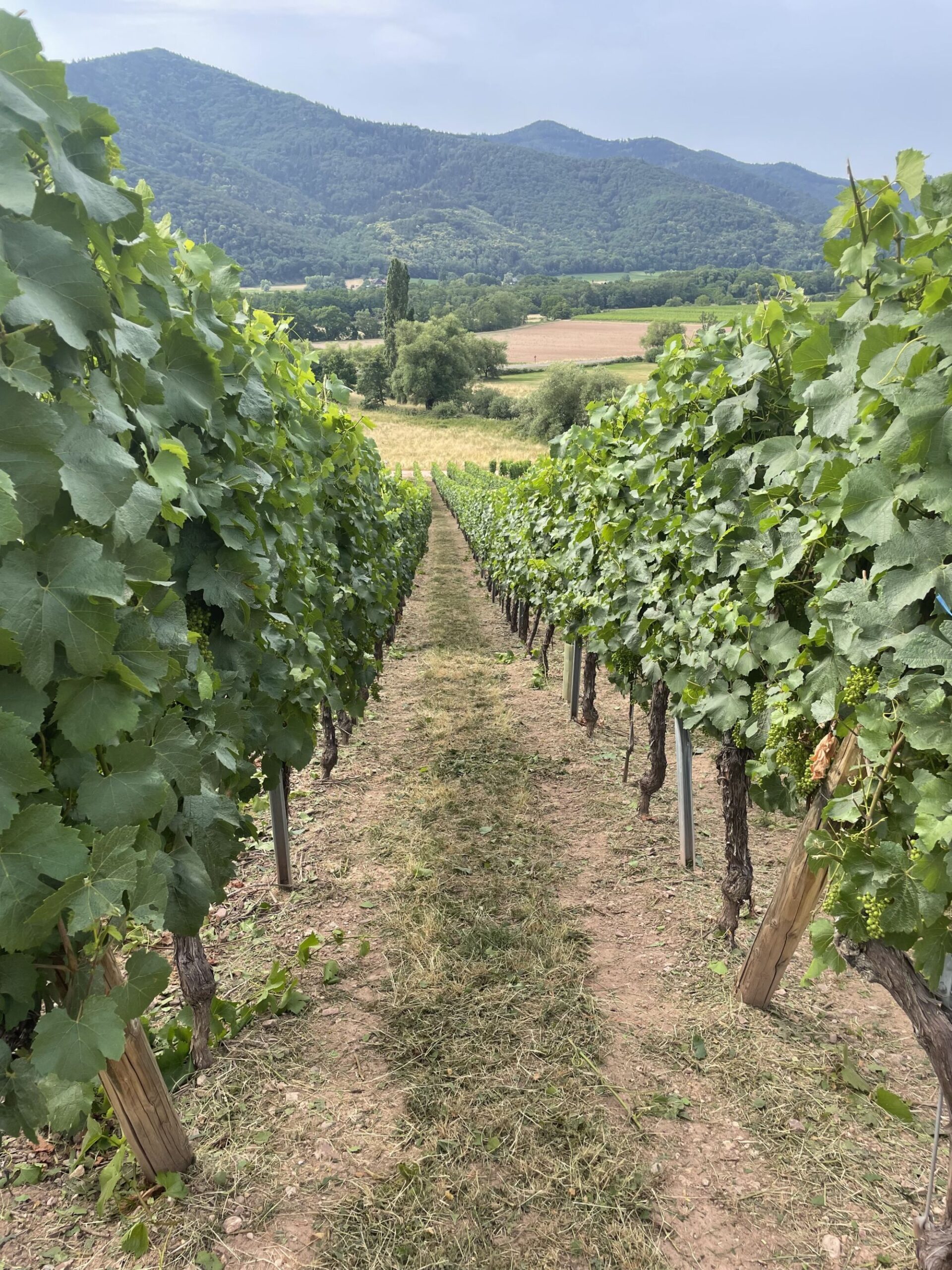 DOMAINE HAEFFELIN_19 SCALED | Domaine Henri Haeffelin et Fils Terroirs du Domaine Henri Haeffelin et Fils, grands crus et vins d’Alsace près d’Eguisheim Wittelsheim 0