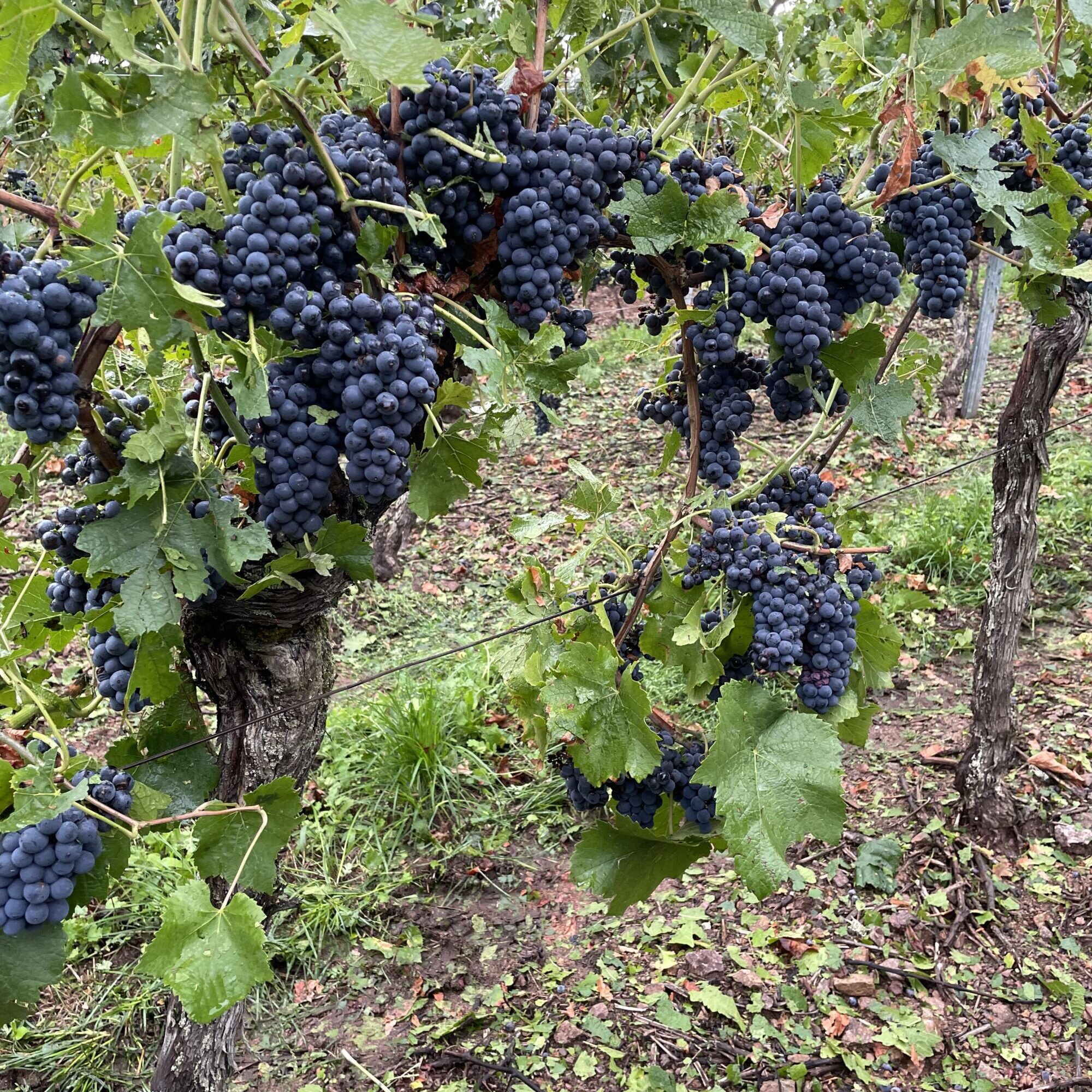 De la vigne &agrave; la bouteille Kingersheim