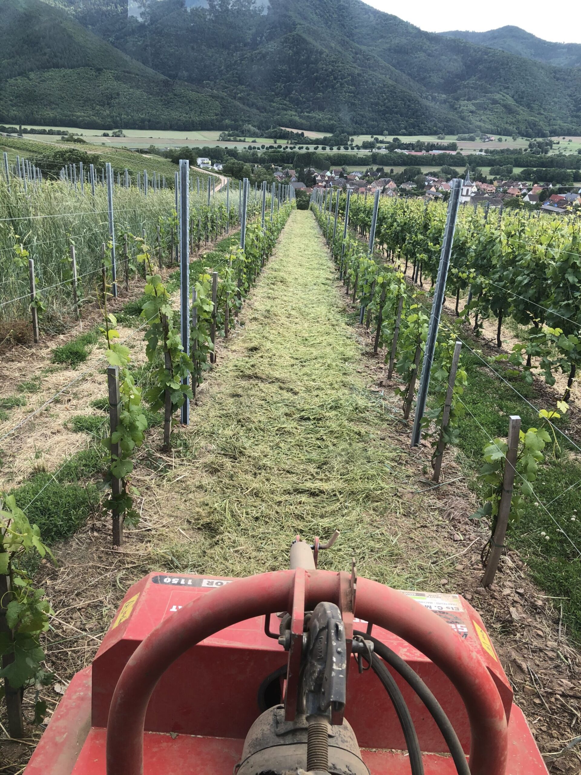 L&rsquo;histoire du Domaine Henri Haeffelin et Fils, vignerons pr&egrave;s de Colmar S&eacute;lestat 2