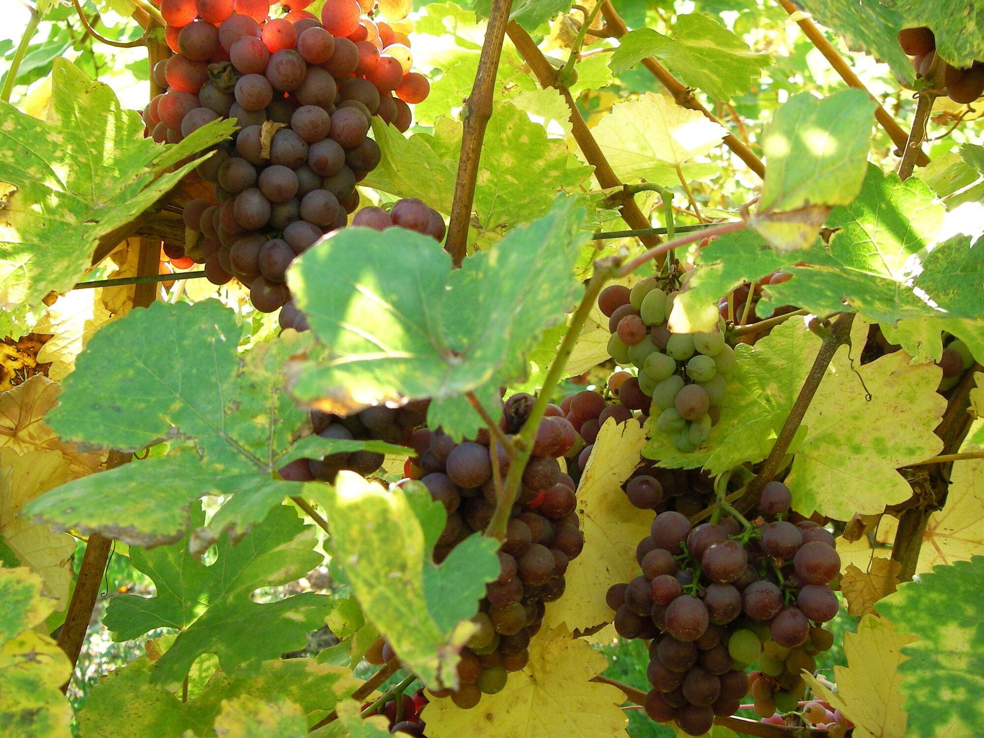 DOMAINE HAEFFELIN_41 | Domaine Henri Haeffelin et Fils Terroirs du Domaine Henri Haeffelin et Fils, grands crus et vins d’Alsace près d’Eguisheim Rixheim 1