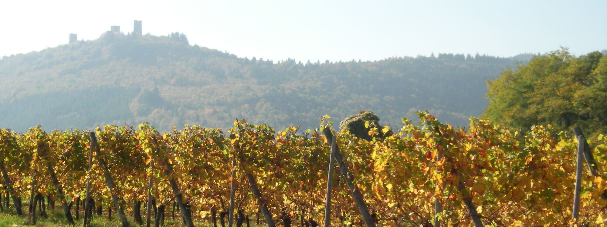 Domaine Henri Haeffelin et Fils, votre partenaire local Riedisheim