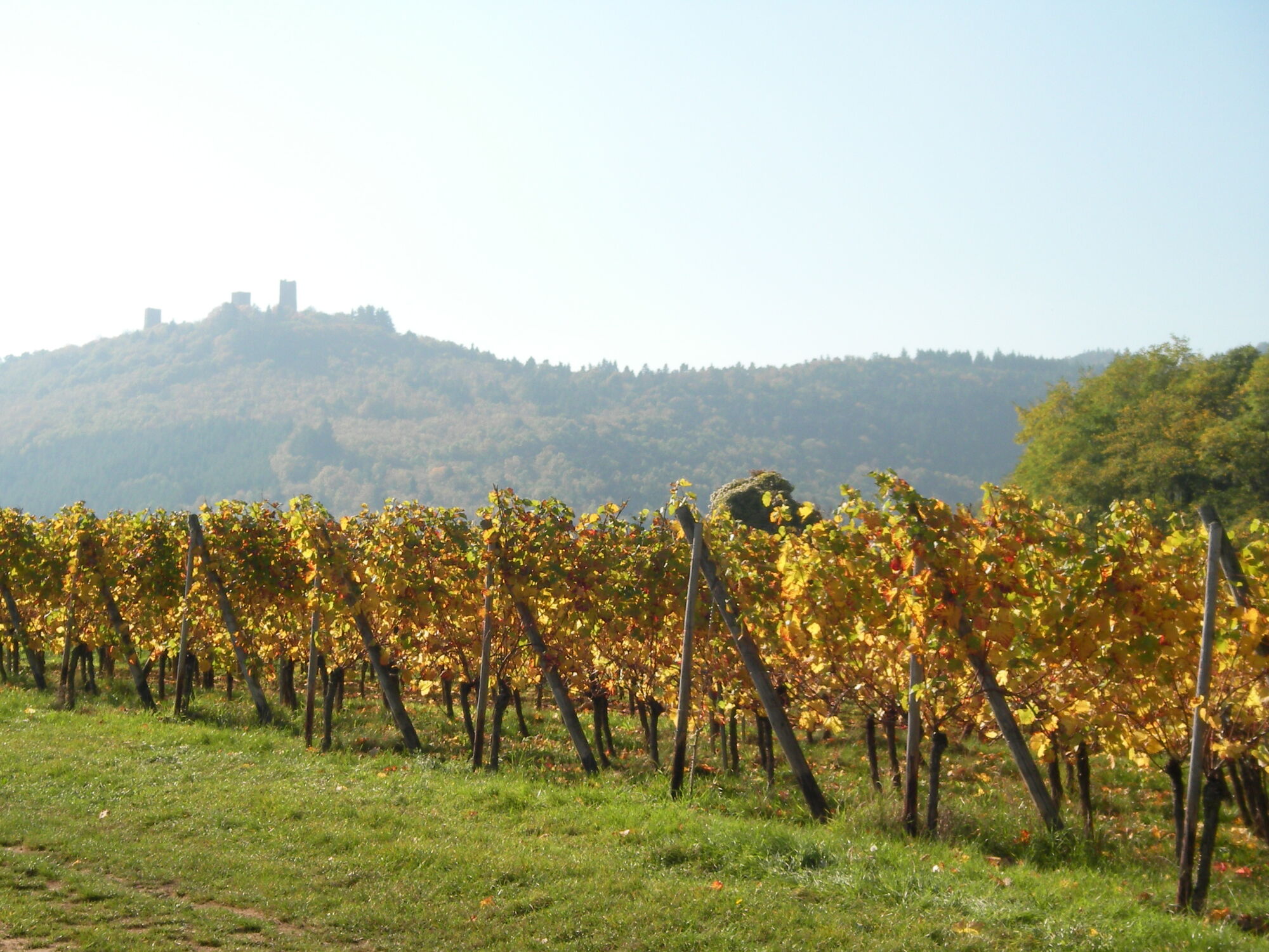 Domaine Henri Haeffelin et Fils, votre partenaire local Riedisheim
